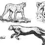 Cheetah sketches