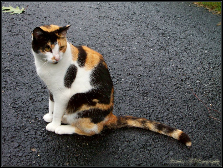 Calico