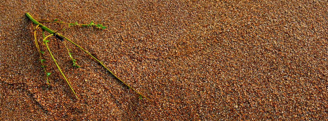 Beach Plant