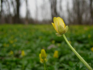 field of buttercups