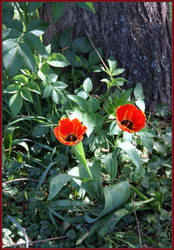 two red flowers