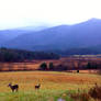 Deer and Mountains