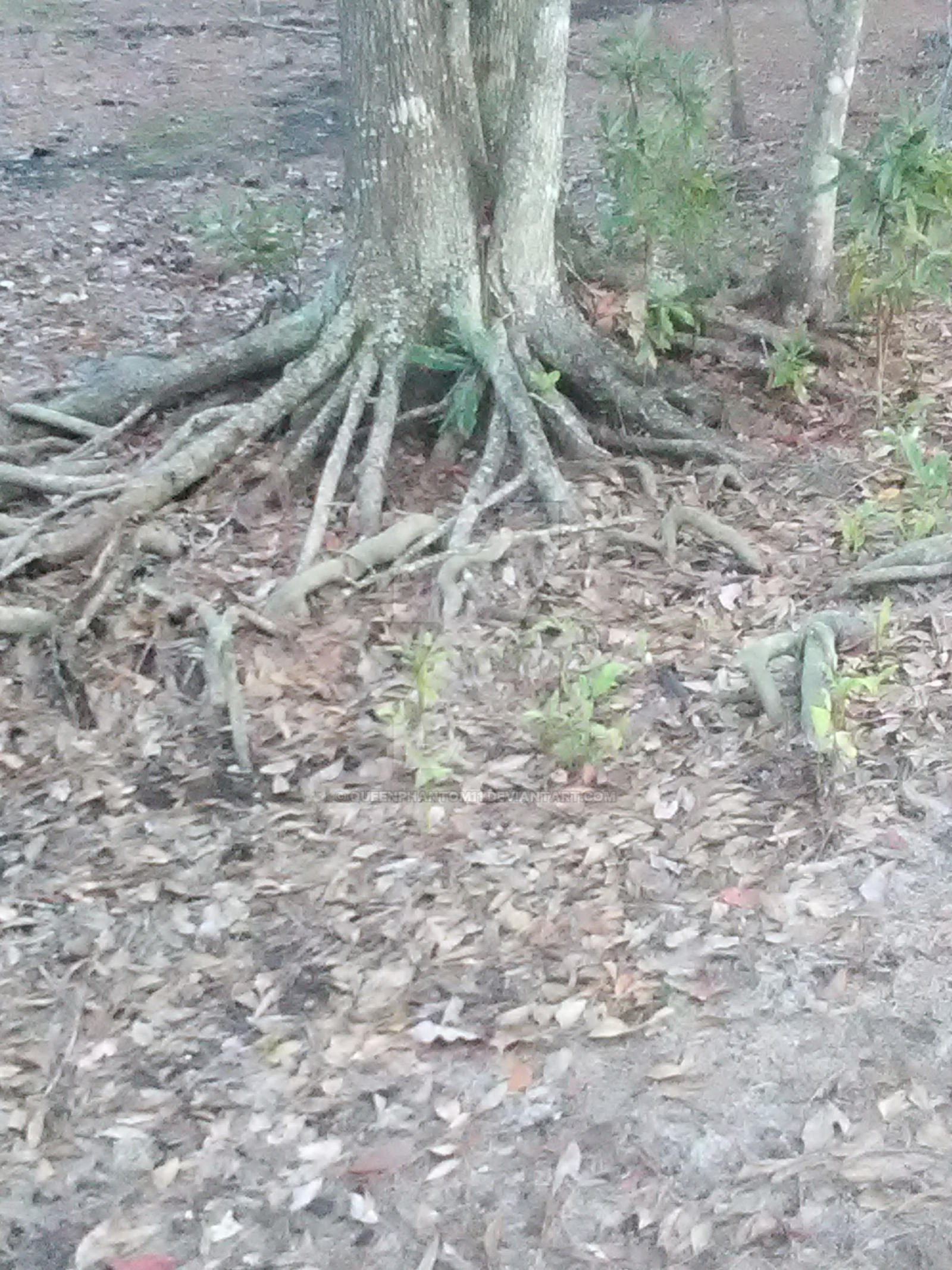 Spider Roots by QueenPhantom11 on DeviantArt