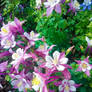 Columbine Beauty