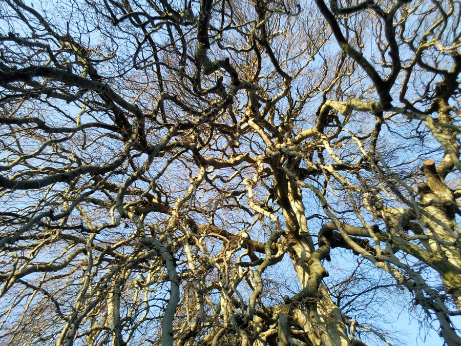 Branches 01