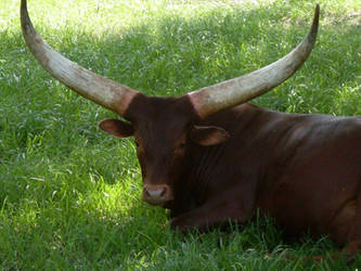 Ankole Cattle