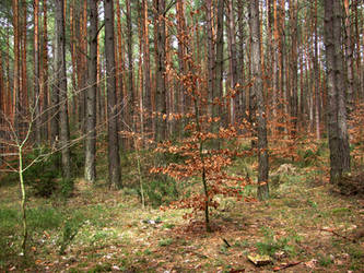 Polish Forest