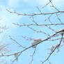 Snow on a twig