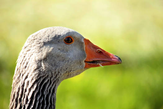 A Goose
