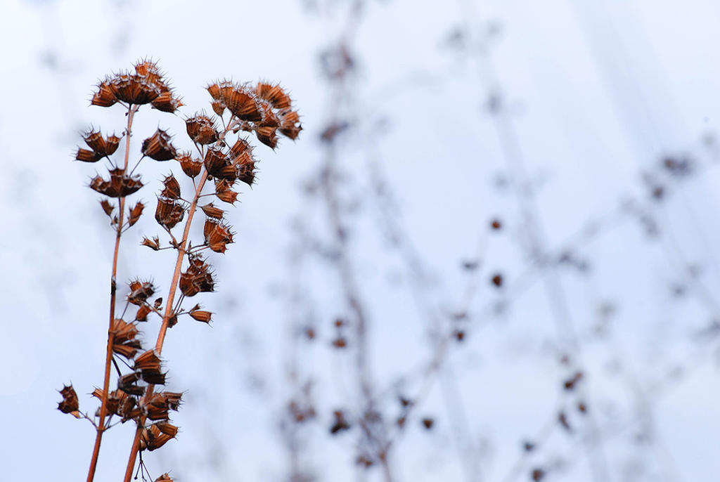 Hay flower