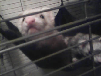 New Ferrets