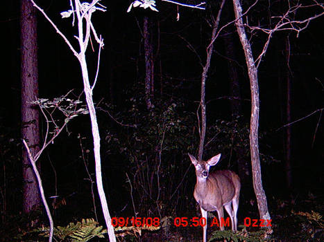 trail cam