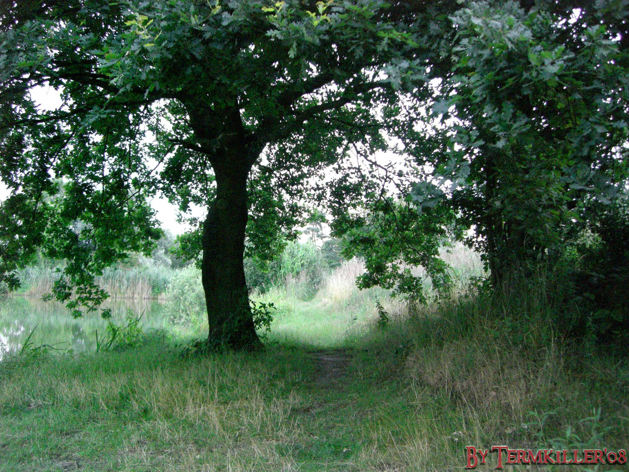 Big tree beside Waldsee