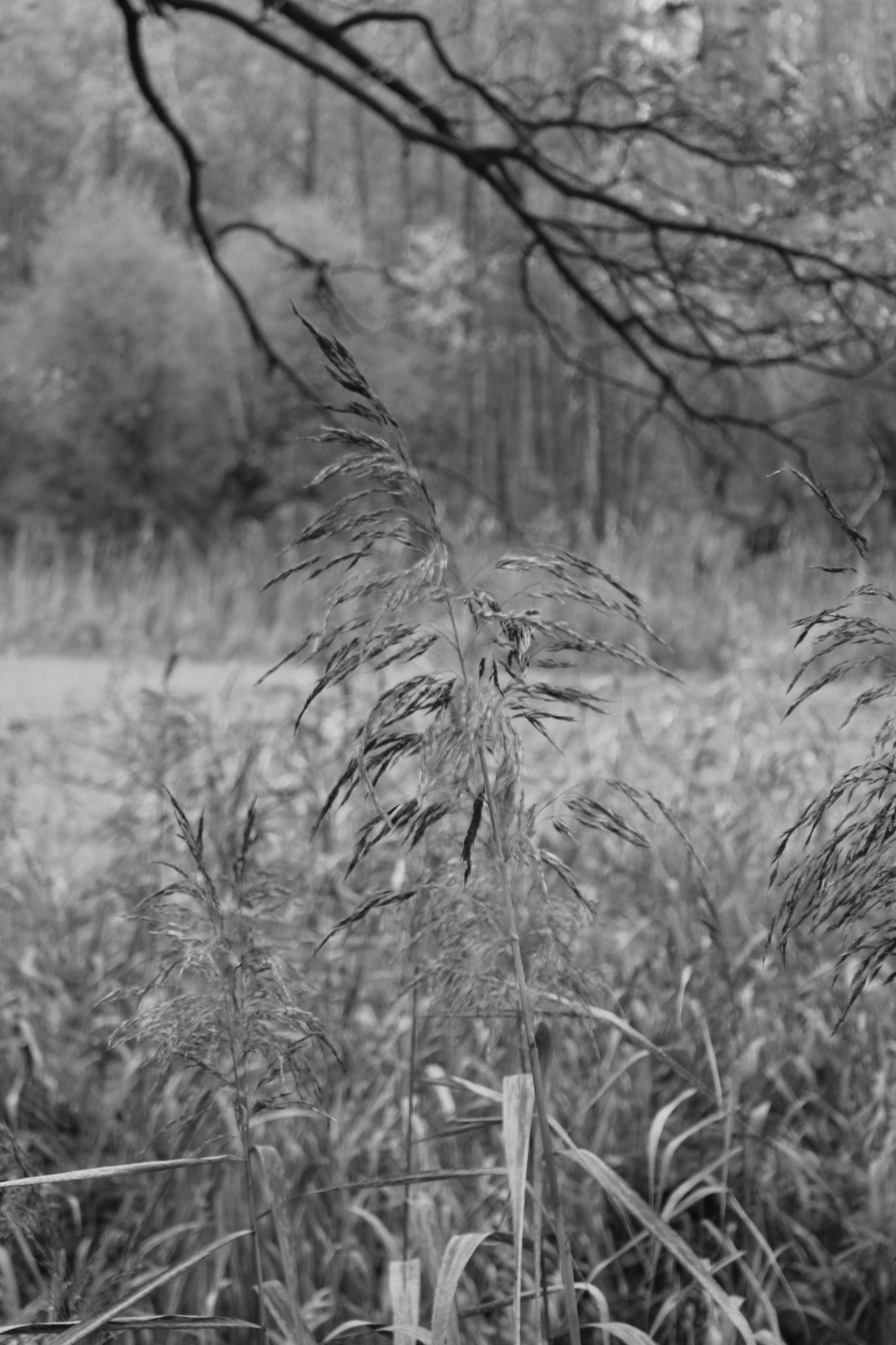 monochrome reed