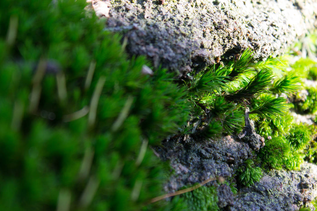 Moos Makro 2 by termkiller on DeviantArt