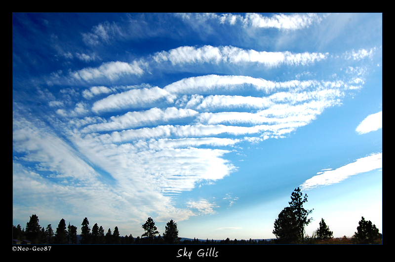 Sky Gills