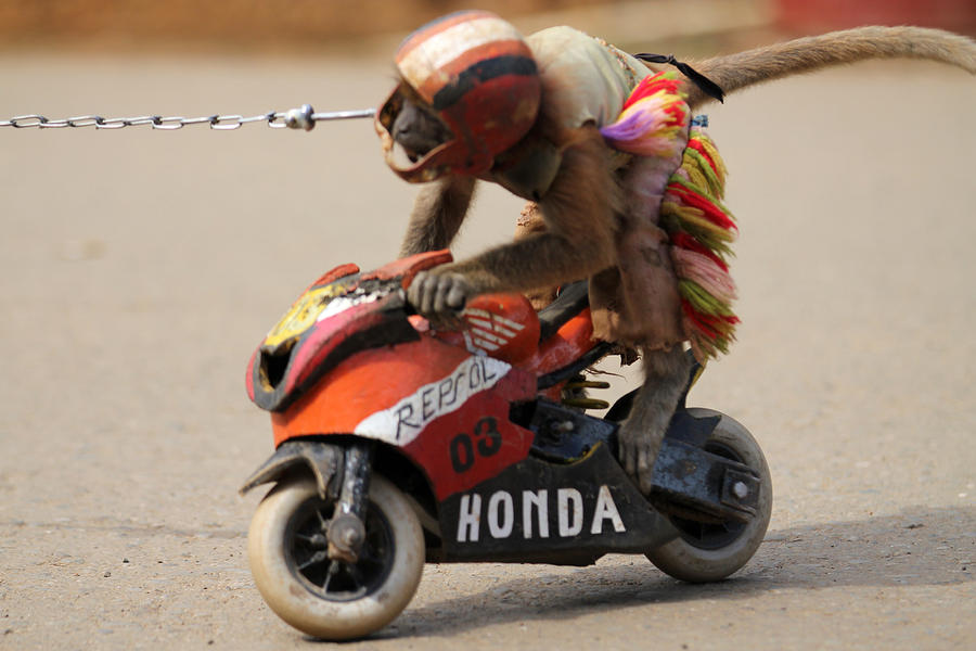 Monyet naik motor