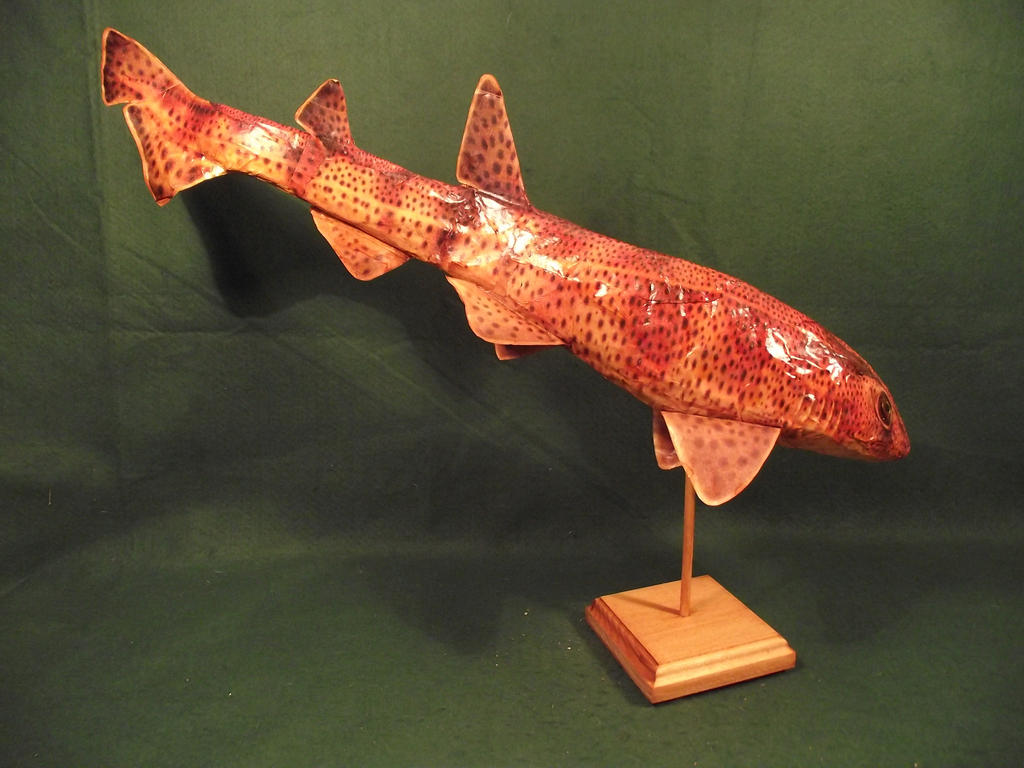 Spotted Dogfish Shark by Kuriologist on DeviantArt