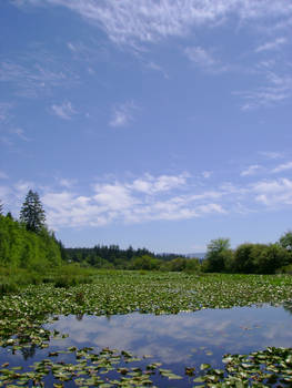 mount st. helen's