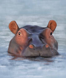 Hippo study