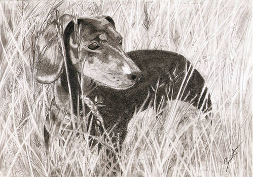 Dachshund 2