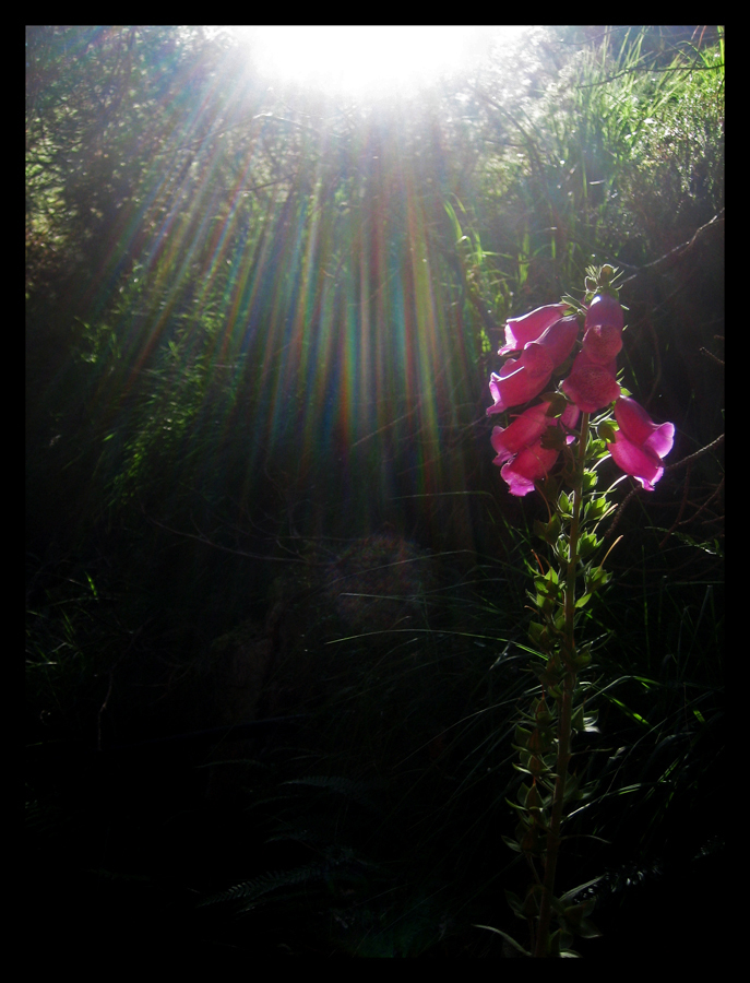 Lonely Flower