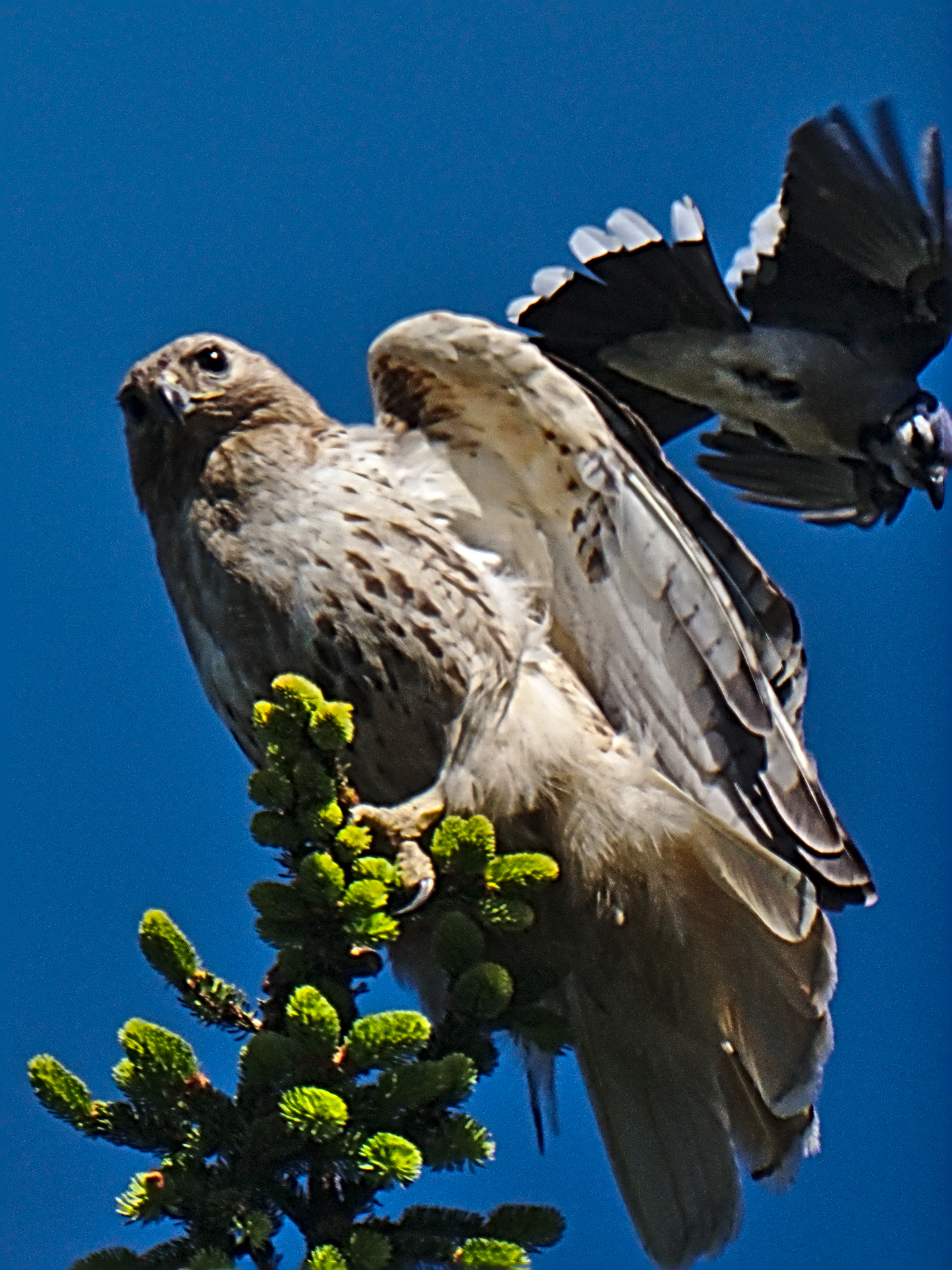 Pesky Blue Jay