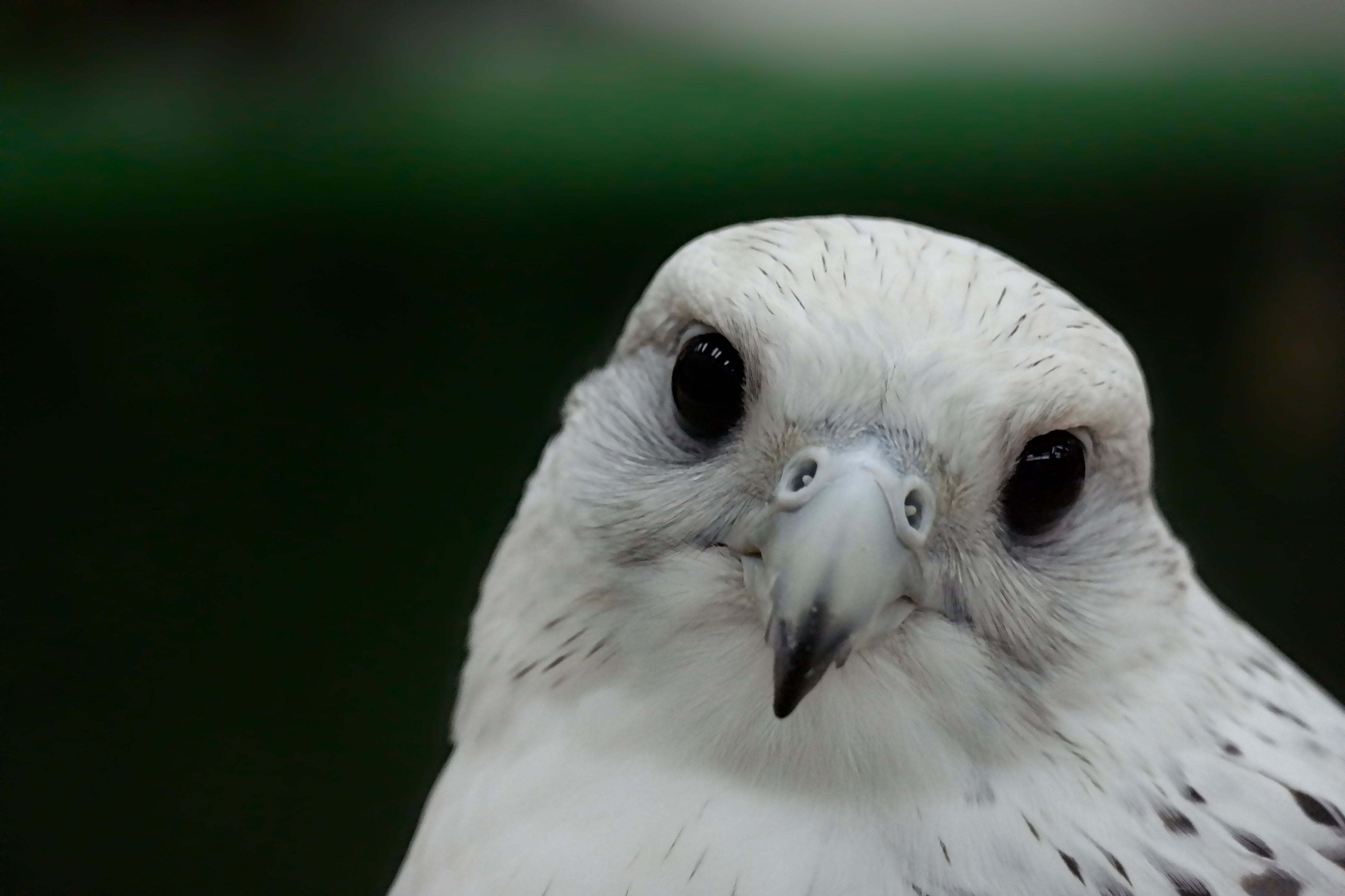 Falcon Portrait