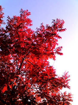 Red Leaves