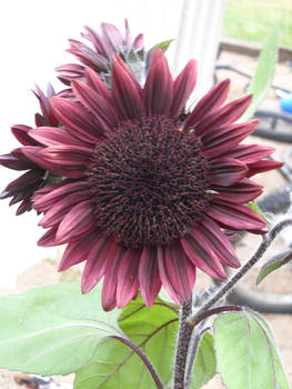 Summer sunflower