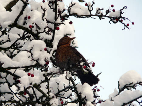 Snowy blackbird