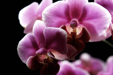 Orchid