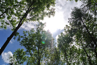 Sunlight Through The Treetops