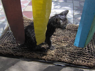 Wet kitten