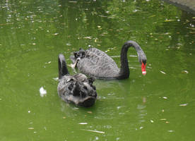 Black Swan