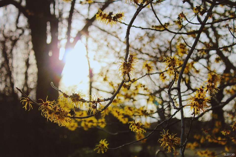 Spring in Denmark