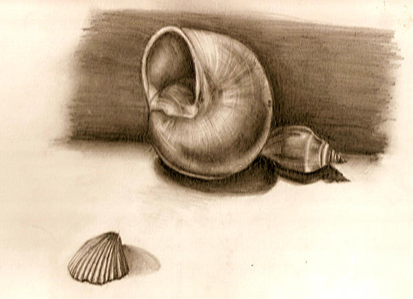 Shell Still Life by naturallycomplex on DeviantArt
