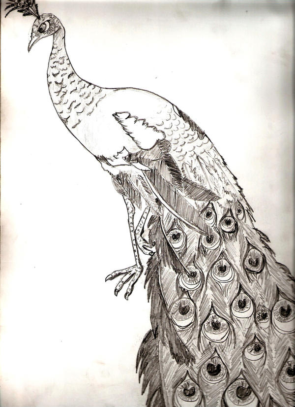 Pocock Design Draw pecock by AssamART on DeviantArt