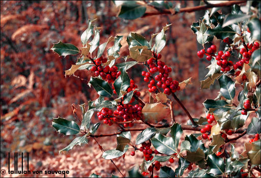 Red+Green