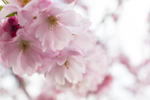 Cherry Blossoms - 5