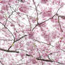 Cherry Blossoms - 8
