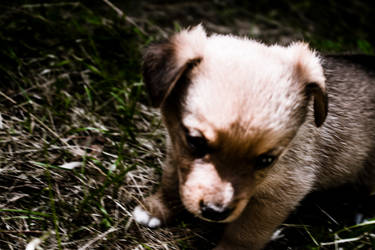 Sunlight all over puppy's head by BoySputnik