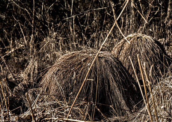 Hairy Heads