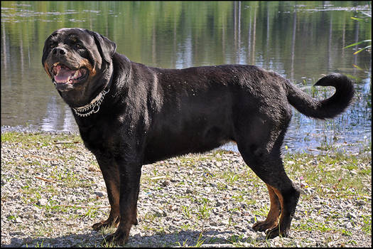 Rottweiler