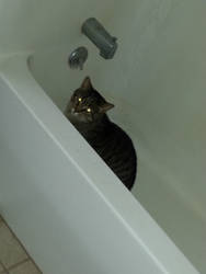 Bathtub Kitty