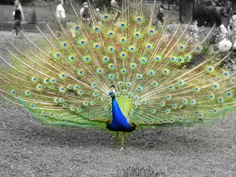 Follow the Peacock