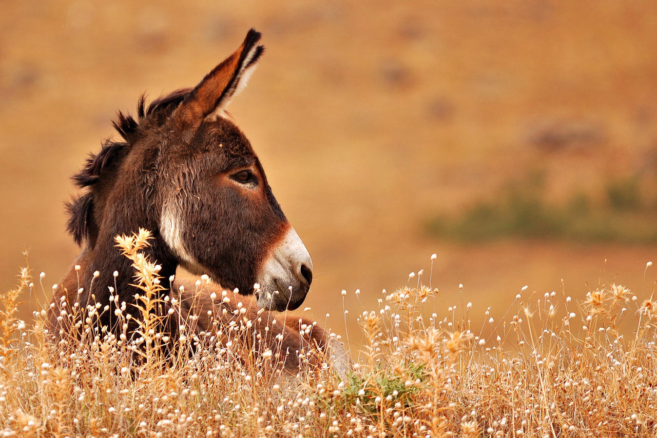 Donkey