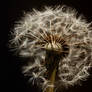 Dendelion