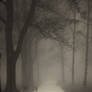Trail