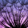 Dandelion V